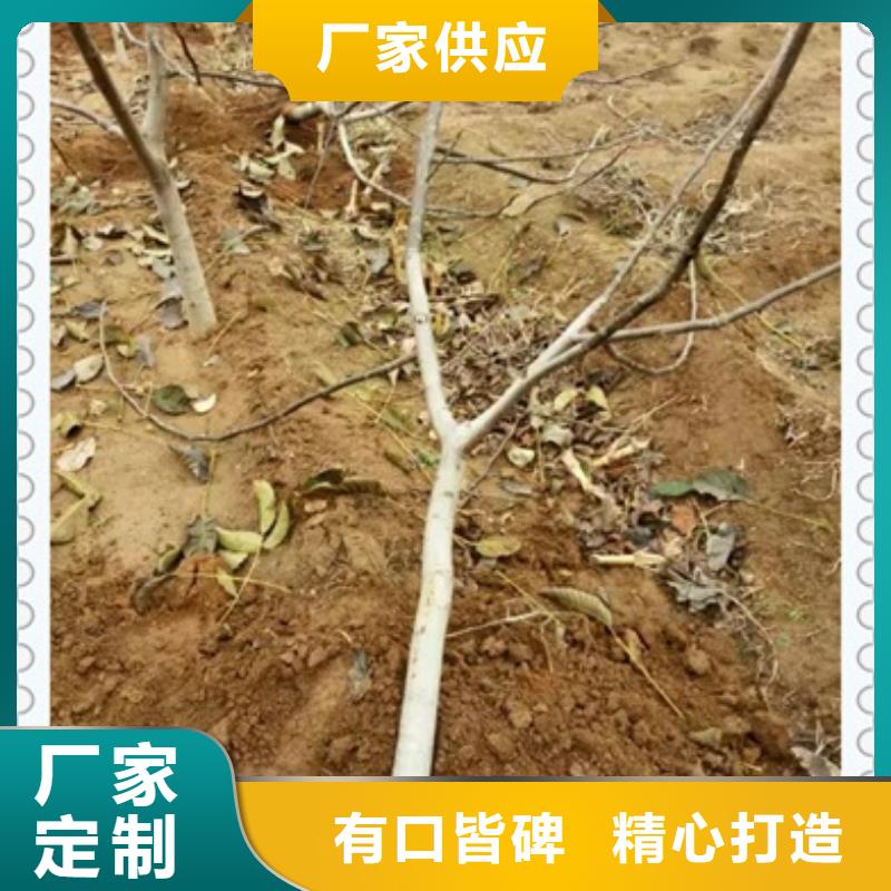 核桃苗桃樹苗常年出售