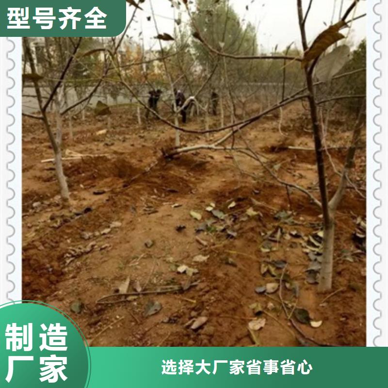 核桃苗藍(lán)莓苗質(zhì)量?jī)?yōu)選