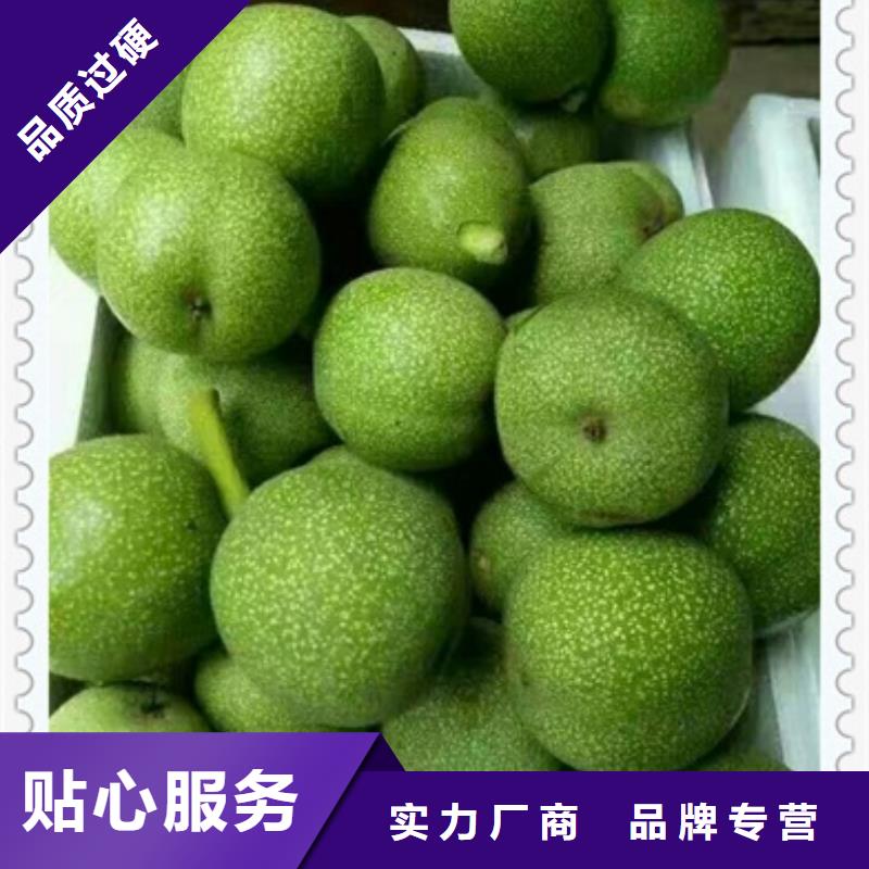 核桃苗梨樹(shù)苗專(zhuān)業(yè)生產(chǎn)設(shè)備