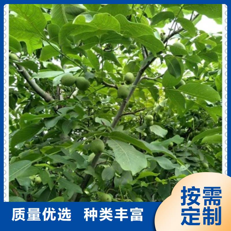 核桃苗藍(lán)莓苗質(zhì)量?jī)?yōu)選