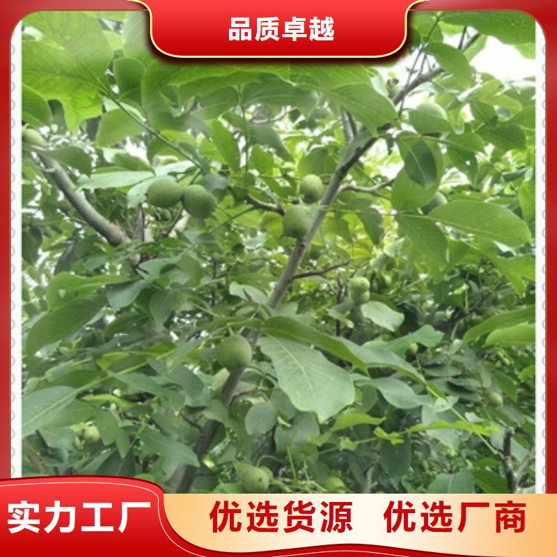 核桃苗山楂苗源头厂家来图定制