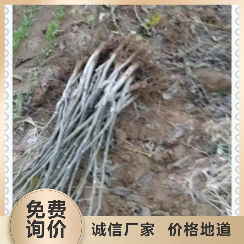 核桃苗藍(lán)莓苗質(zhì)量?jī)?yōu)選