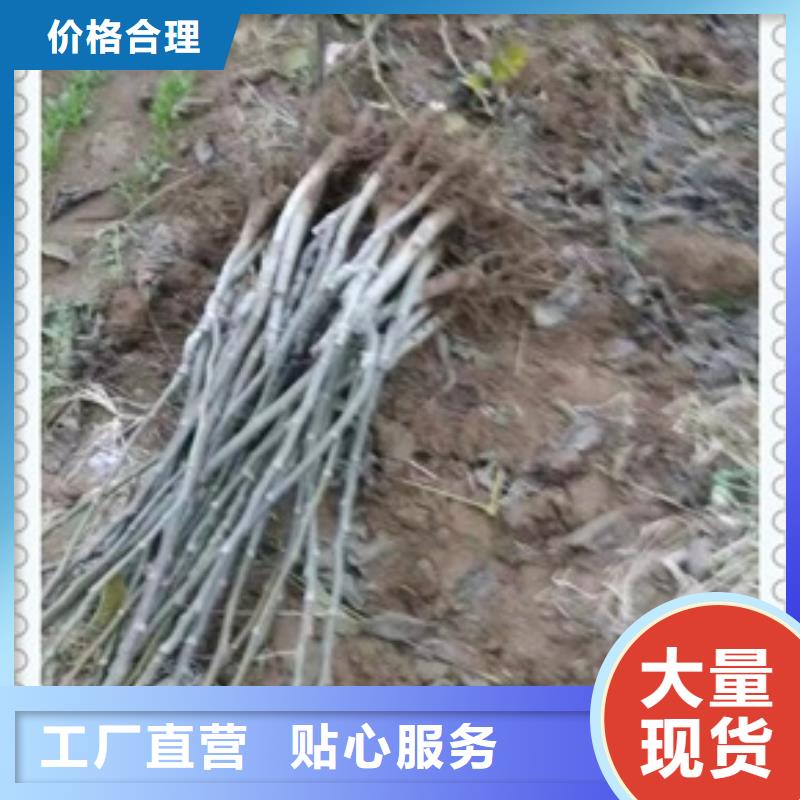 核桃苗桃樹苗常年出售