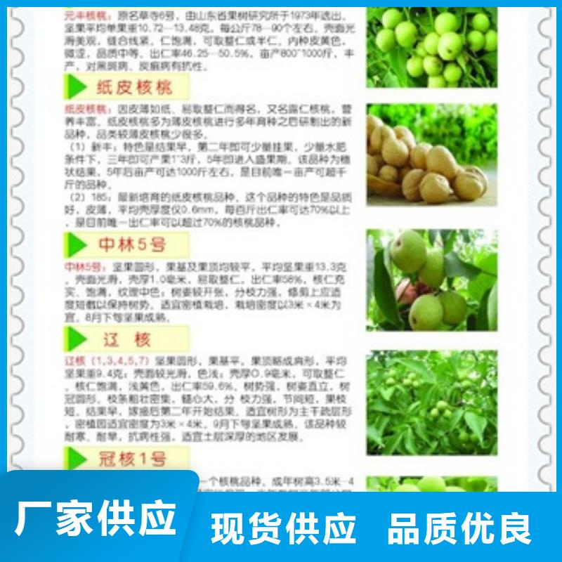 核桃苗山楂苗源头厂家来图定制