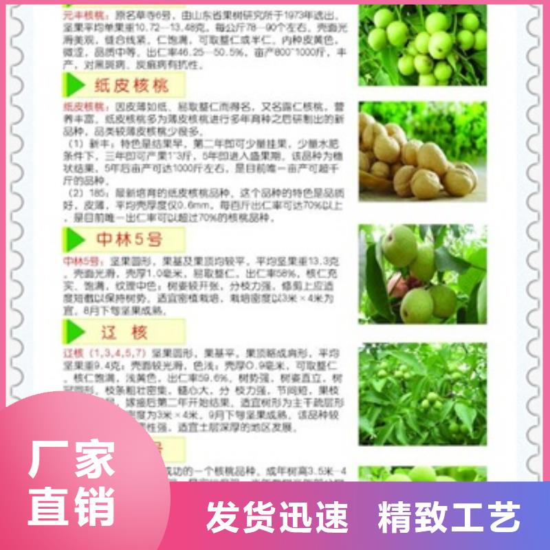 核桃苗藍(lán)莓苗質(zhì)量?jī)?yōu)選