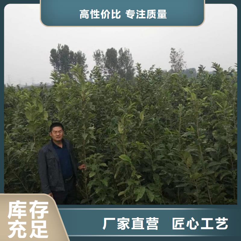 板栗苗苹果苗细节展示