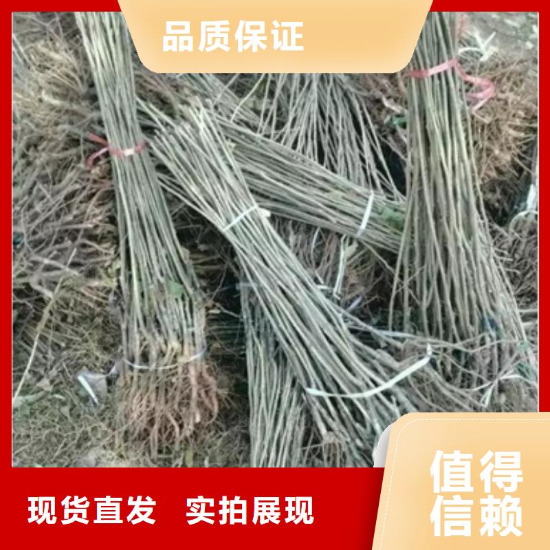 板栗苗_桃樹(shù)苗好品質(zhì)經(jīng)得住考驗(yàn)