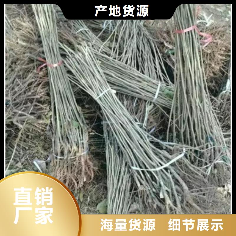 板栗苗葡萄苗好貨采購