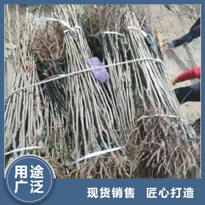 板栗苗桃樹苗品質(zhì)無所畏懼