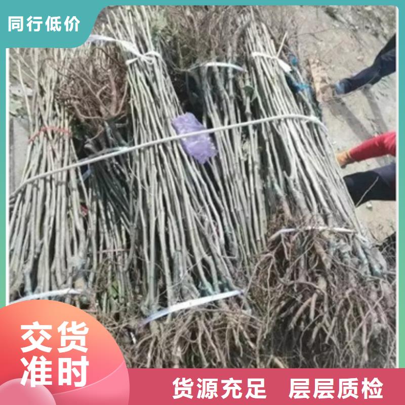 板栗苗梨树苗品质好才是硬道理