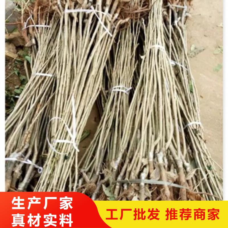 板栗苗蘋(píng)果苗實(shí)力派廠家