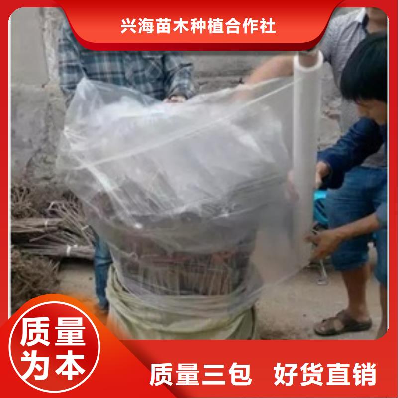 板栗苗蘋果苗細(xì)節(jié)展示