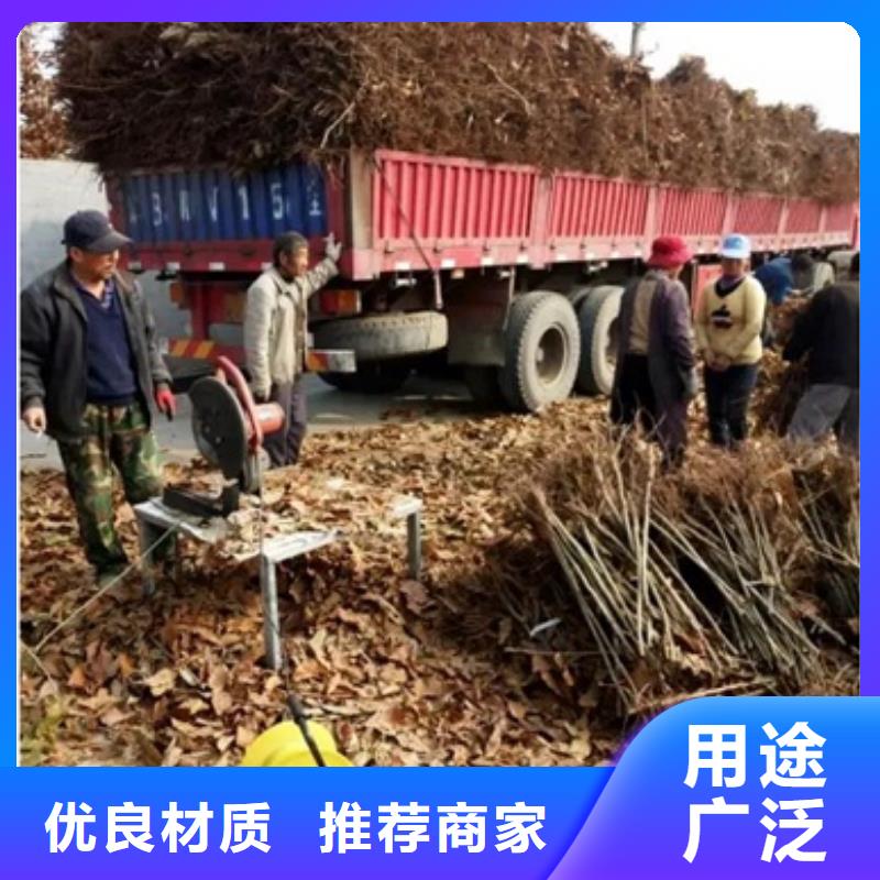 板栗苗梨樹苗品質(zhì)好才是硬道理