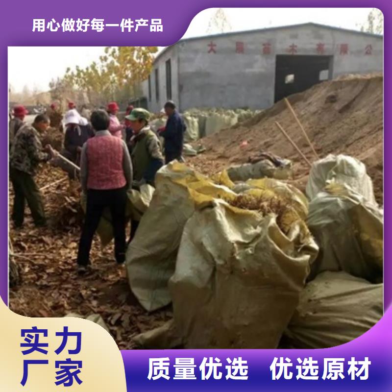 板栗苗葡萄苗庫(kù)存豐富
