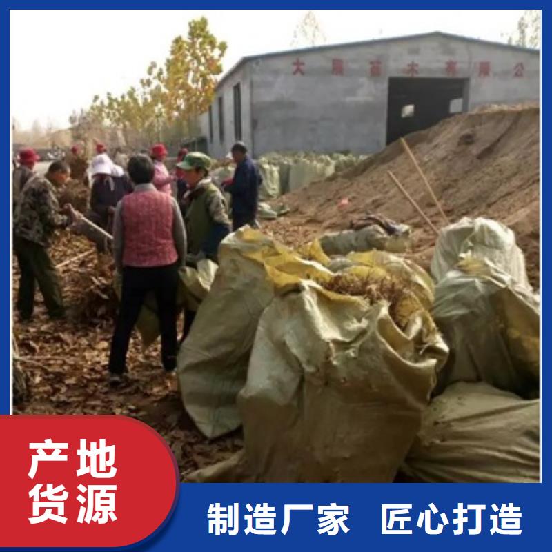 板栗苗核桃苗供您所需