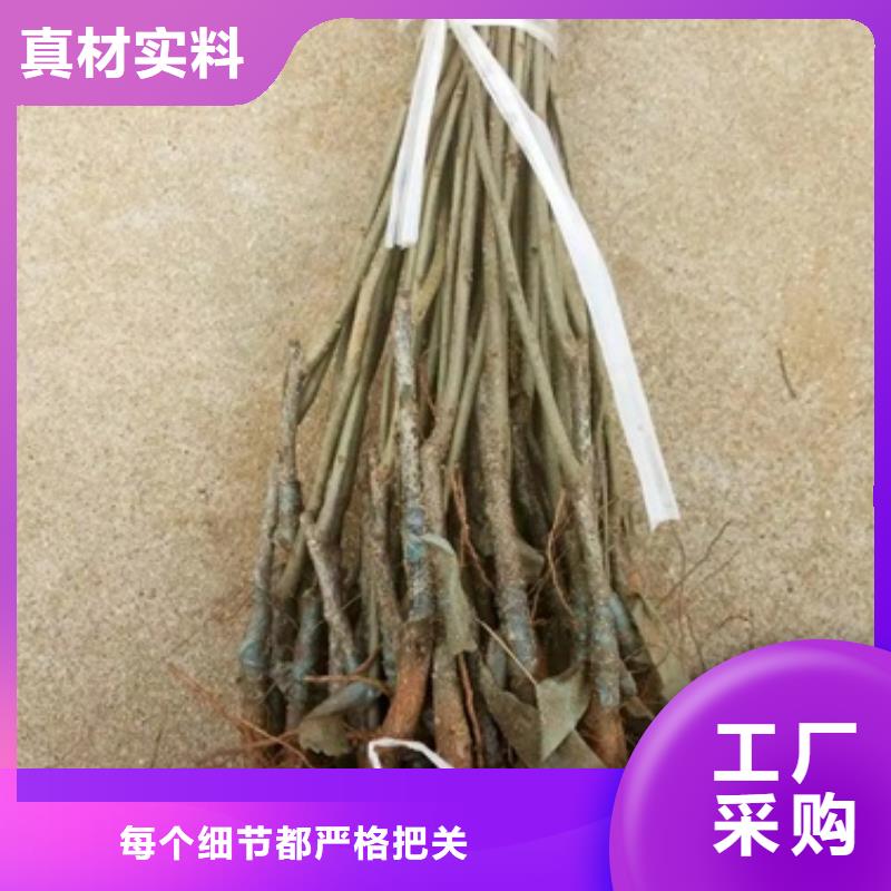 板栗苗_桃樹(shù)苗好品質(zhì)經(jīng)得住考驗(yàn)