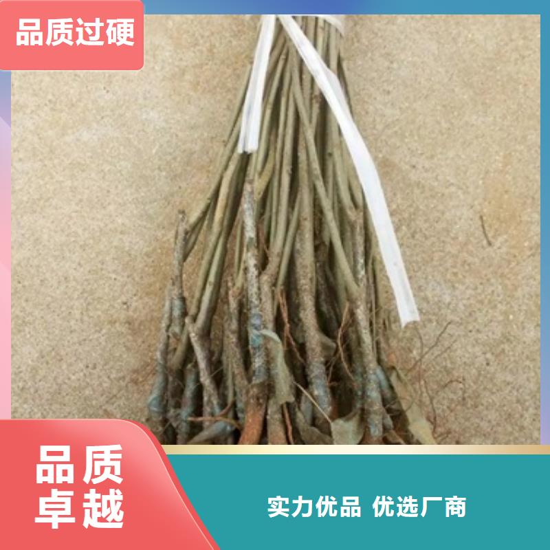 板栗苗梨樹苗優(yōu)選廠商