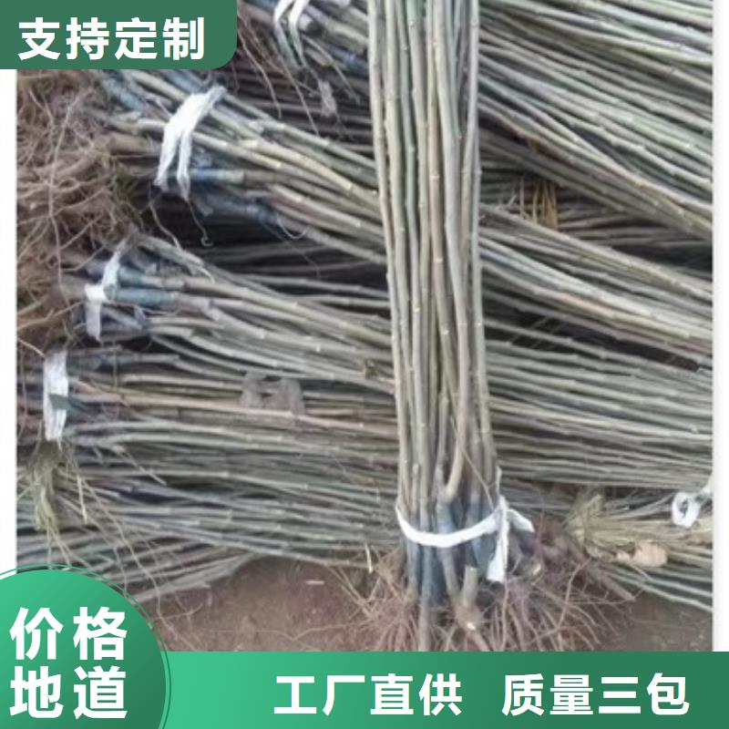 板栗苗梨樹苗品質(zhì)好才是硬道理