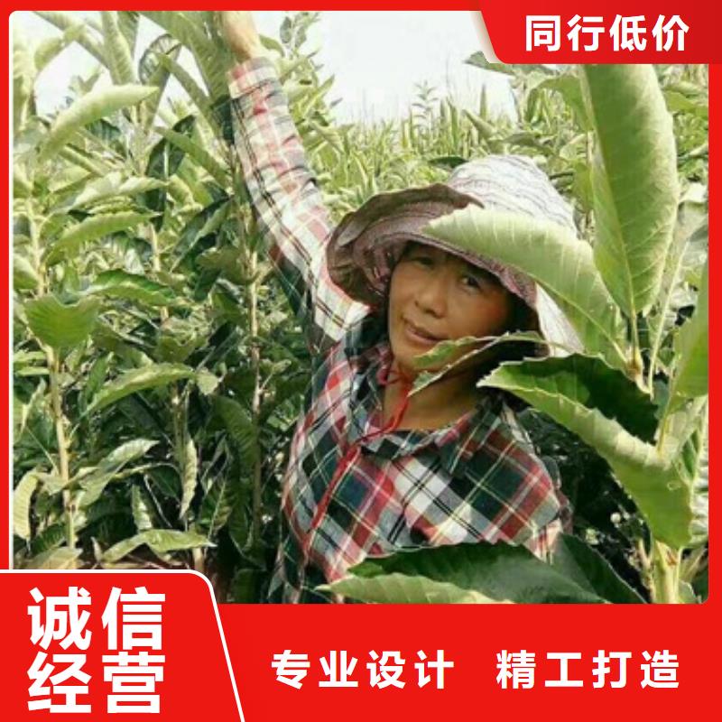 板栗苗苹果苗细节展示
