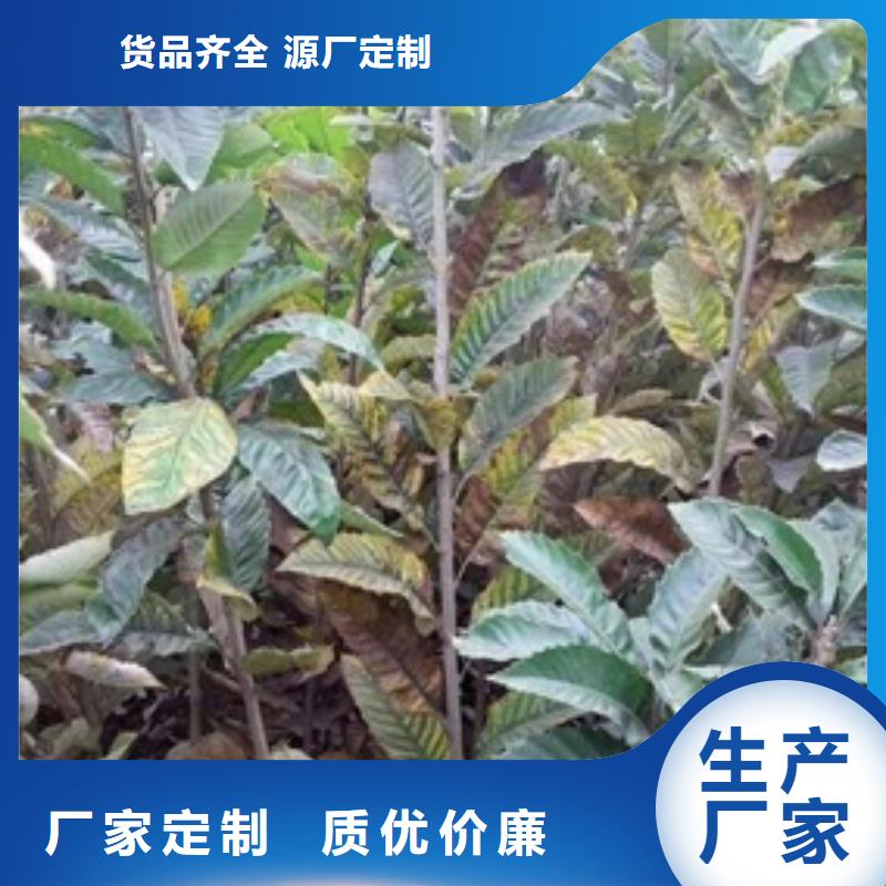 板栗苗蘋果苗細(xì)節(jié)展示