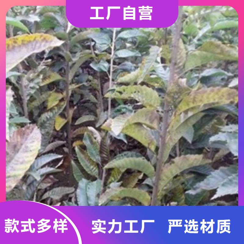 板栗苗蘋(píng)果苗實(shí)力派廠家