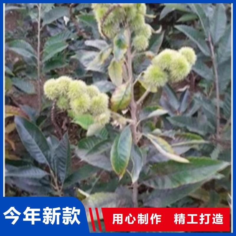 板栗苗_核桃苗讓客戶買(mǎi)的放心