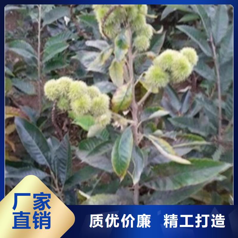 板栗苗核桃苗供您所需