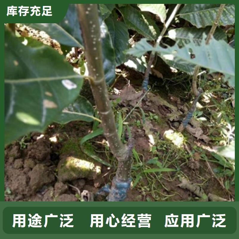 板栗苗梨树苗采购无忧