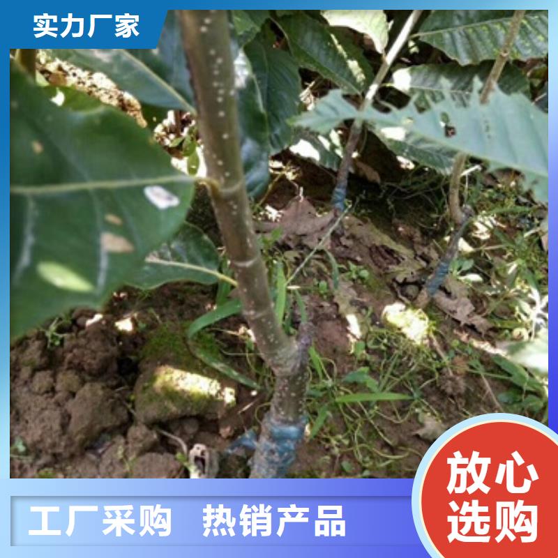 板栗苗核桃苗物美價(jià)優(yōu)