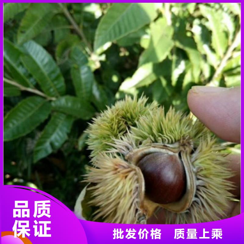 板栗苗_桃樹(shù)苗好品質(zhì)經(jīng)得住考驗(yàn)