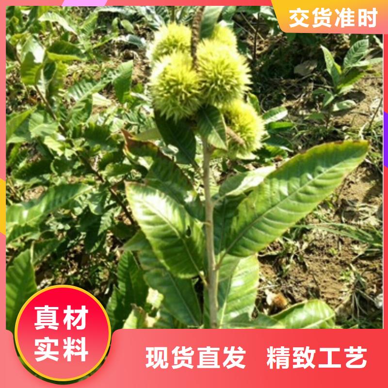 板栗苗梨樹苗優(yōu)選廠商