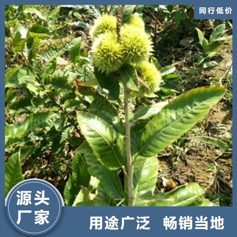 板栗苗核桃苗供您所需