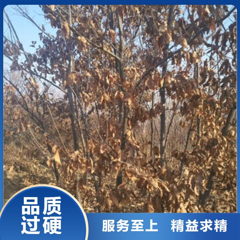 板栗苗李子苗价格地道
