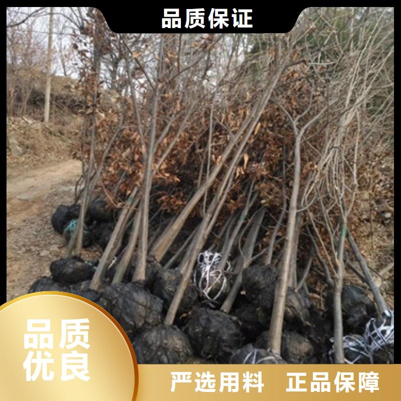 板栗苗李子苗價(jià)格地道