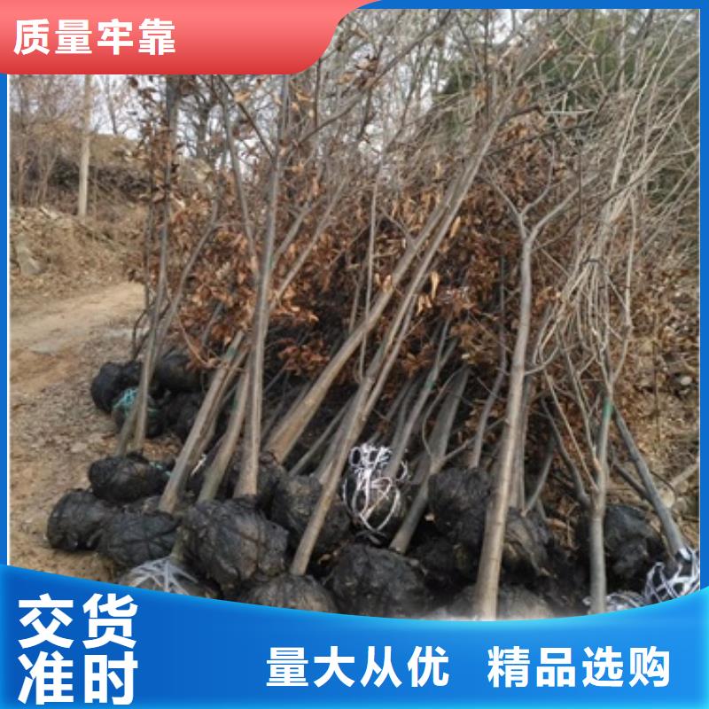 板栗苗梨樹苗采購無憂