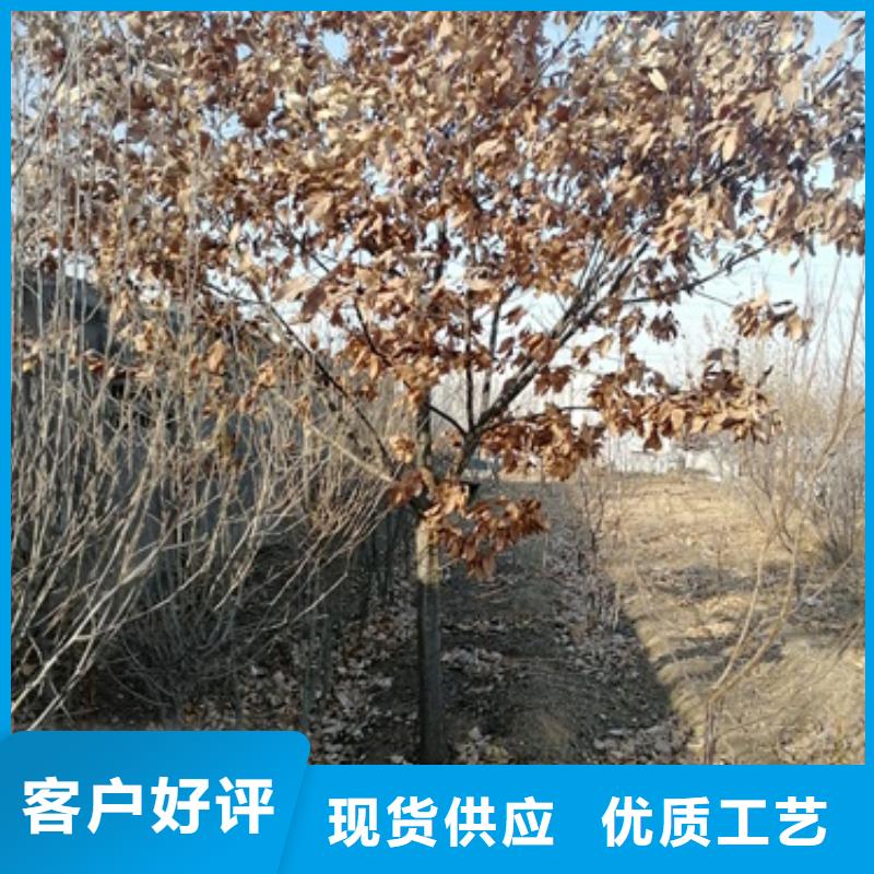板栗苗核桃苗供您所需