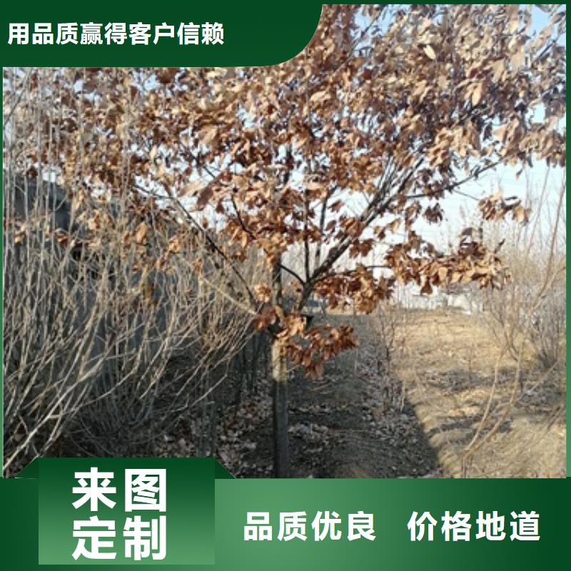 板栗苗桃樹苗品質(zhì)無所畏懼