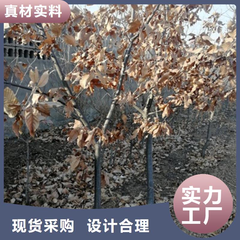 板栗苗梨树苗采购无忧