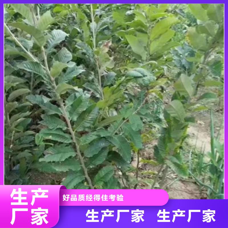 板栗苗梨树苗品质好才是硬道理