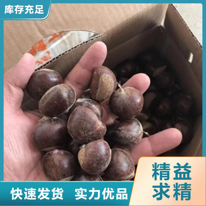 板栗苗苹果苗细节展示