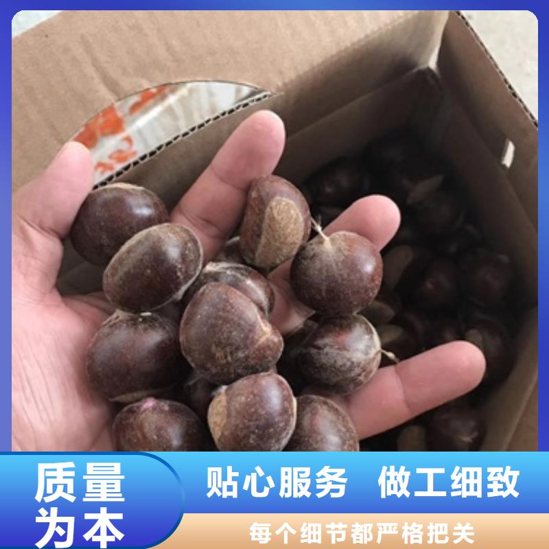 板栗苗桃樹苗品質(zhì)無所畏懼