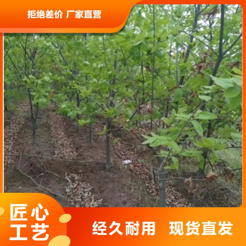 板栗苗桃樹苗品質(zhì)無所畏懼
