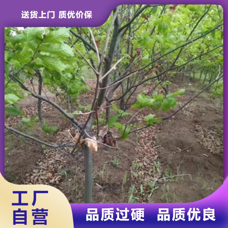 板栗苗桃樹苗品質(zhì)無所畏懼