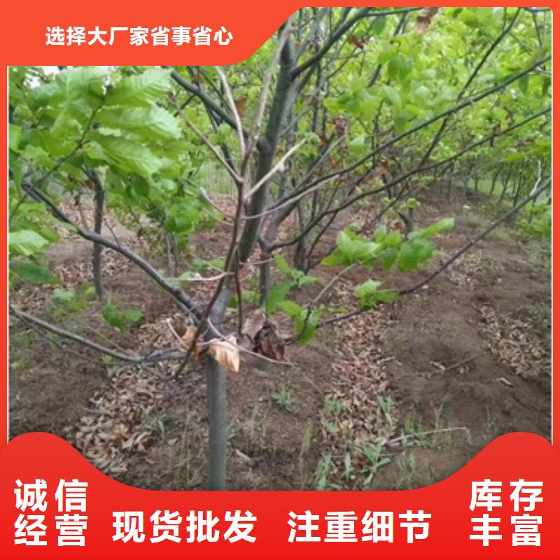 板栗苗梨树苗品质好才是硬道理