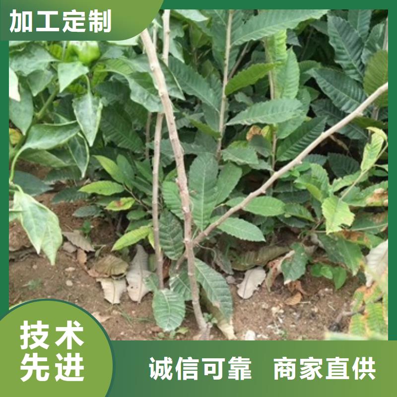 板栗苗梨树苗品质好才是硬道理