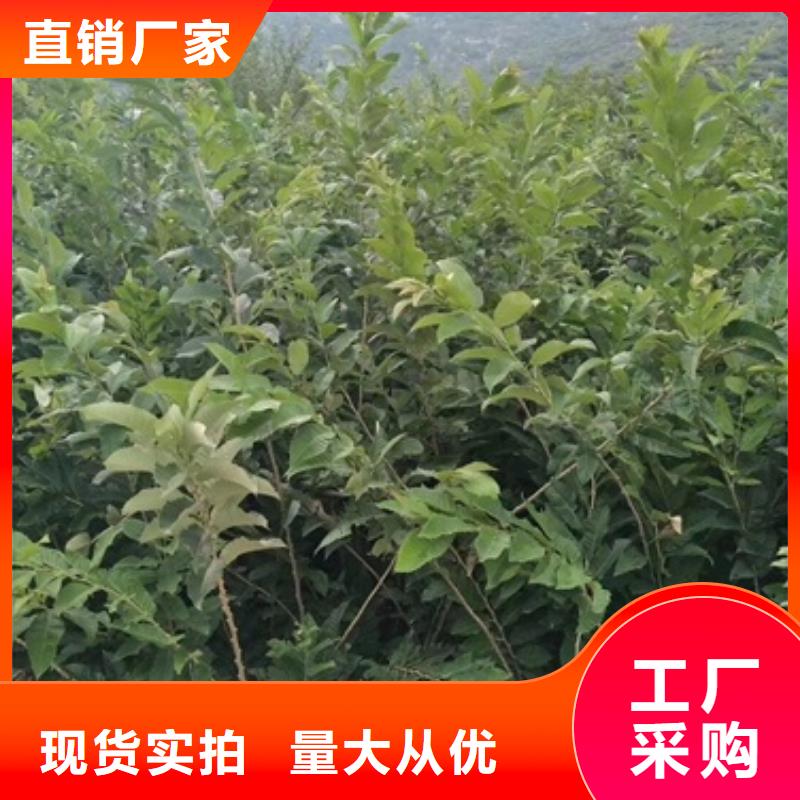板栗苗_桃樹(shù)苗好品質(zhì)經(jīng)得住考驗(yàn)