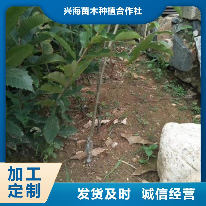 板栗苗_桃樹(shù)苗好品質(zhì)經(jīng)得住考驗(yàn)