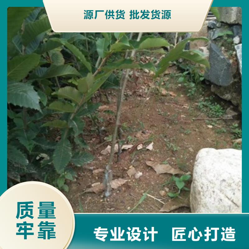 板栗苗梨树苗品质好才是硬道理