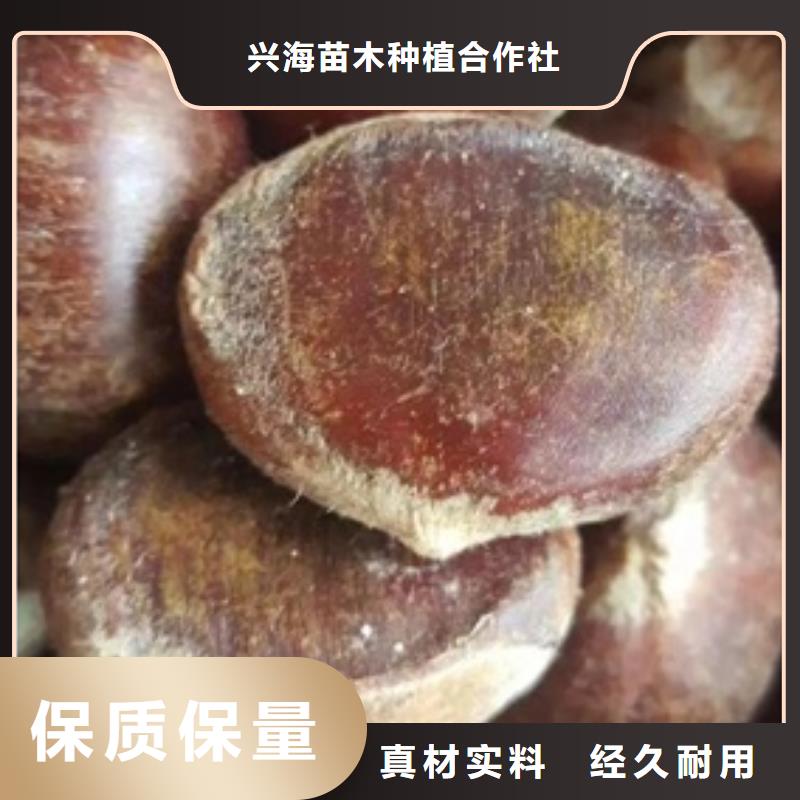 板栗苗_桃樹(shù)苗好品質(zhì)經(jīng)得住考驗(yàn)