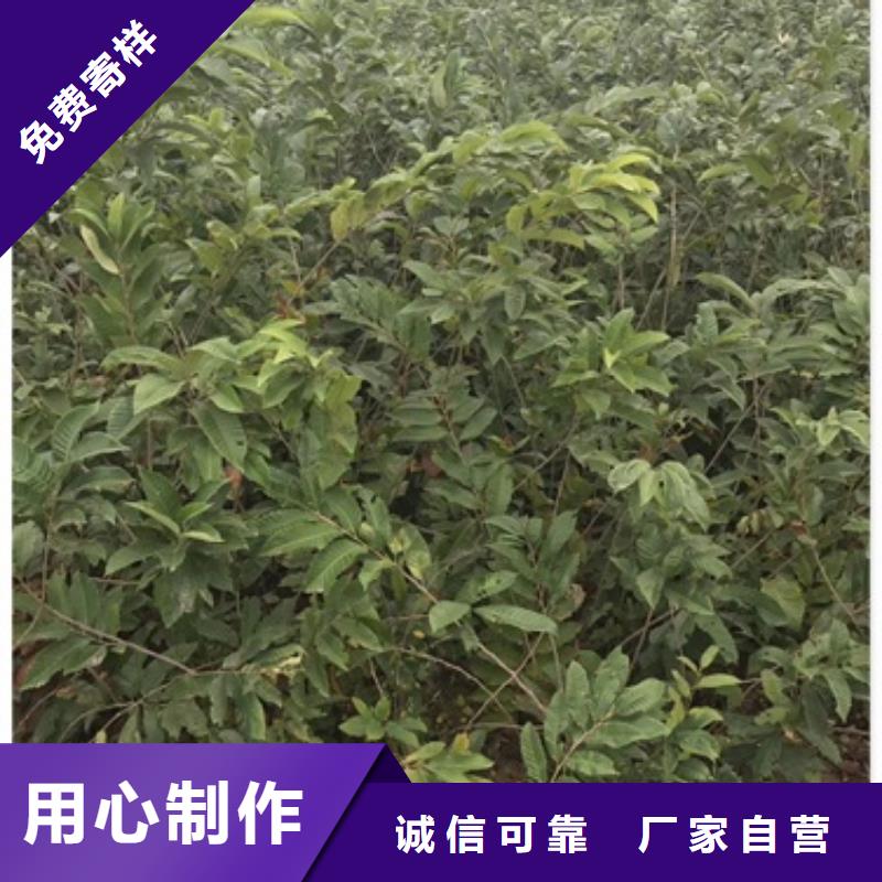 板栗苗_桃樹(shù)苗好品質(zhì)經(jīng)得住考驗(yàn)